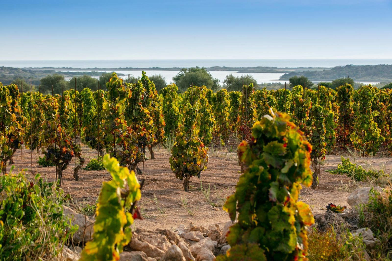 Feudo Maccari winery in Noto