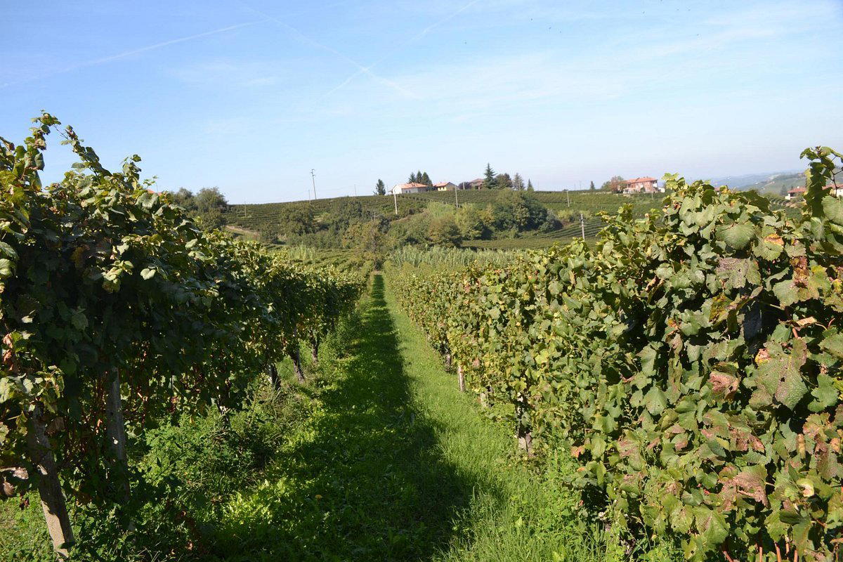 Azienda Agricola Ressia winery in Neive, Italy