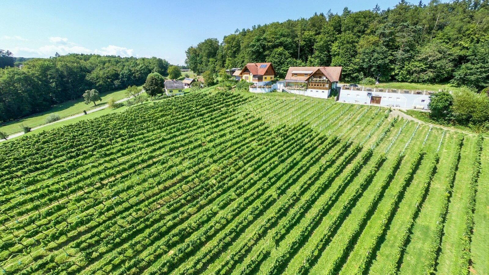 LENHARD Wein.Trüffel.Wohnen. winery in Lang, Austria