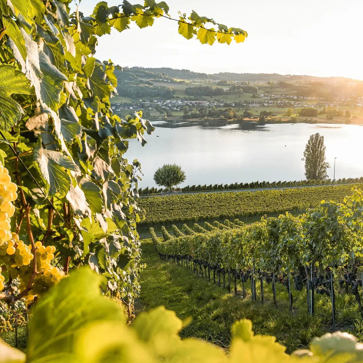 Besserstein Wein, Winery in Villigen