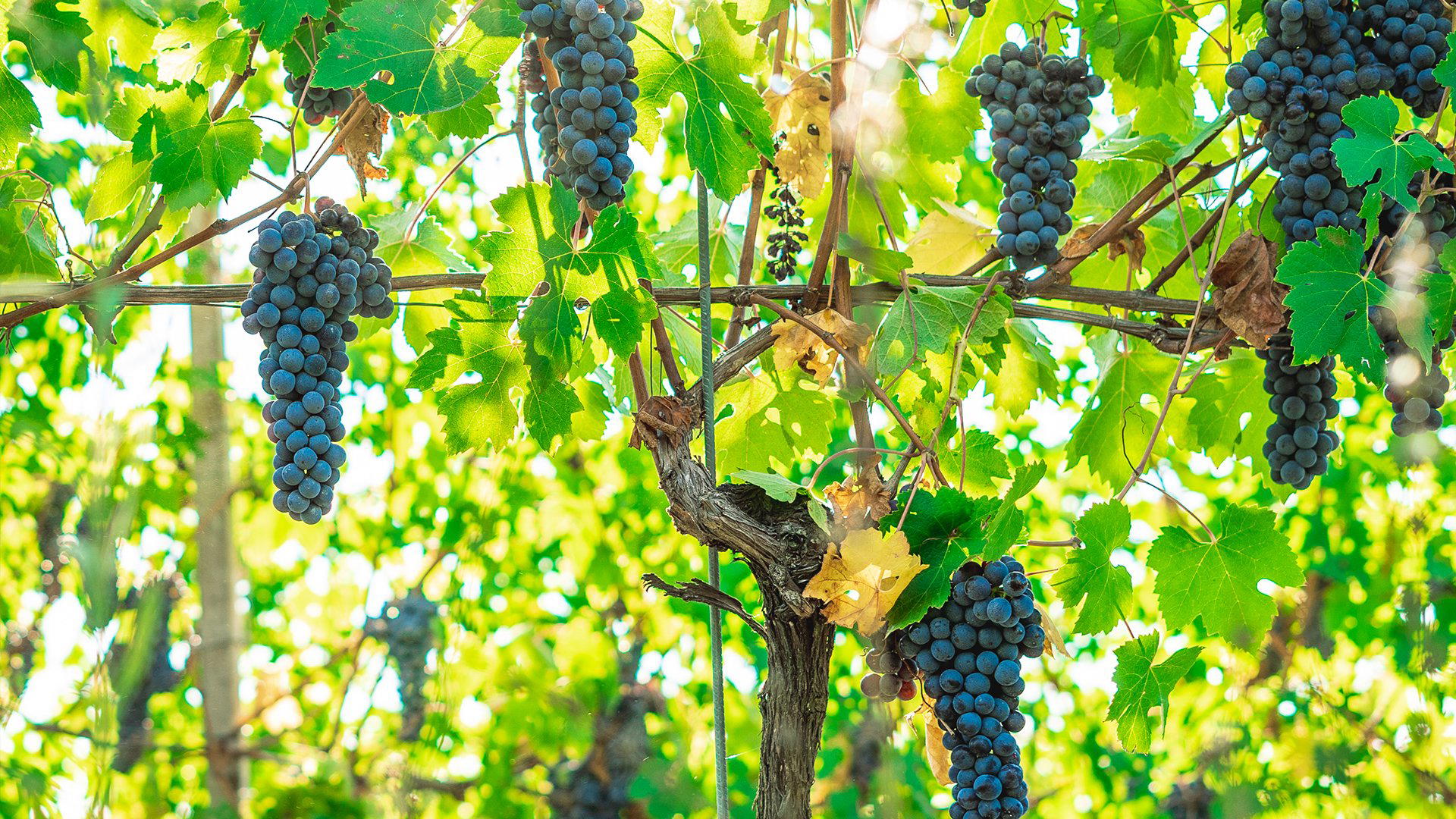 Mario Rivetti - Cascina Serre winery in Alba, Italy