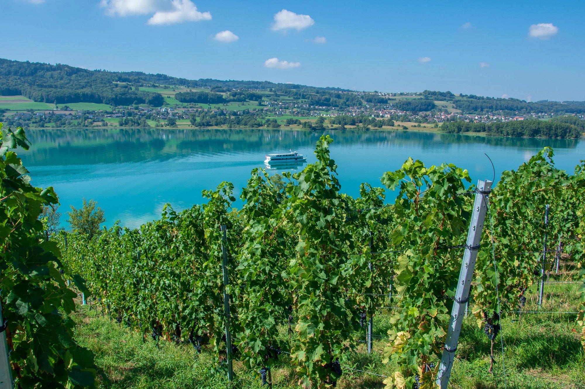 Weingut Lindenmann winery in Seengen, Switzerland