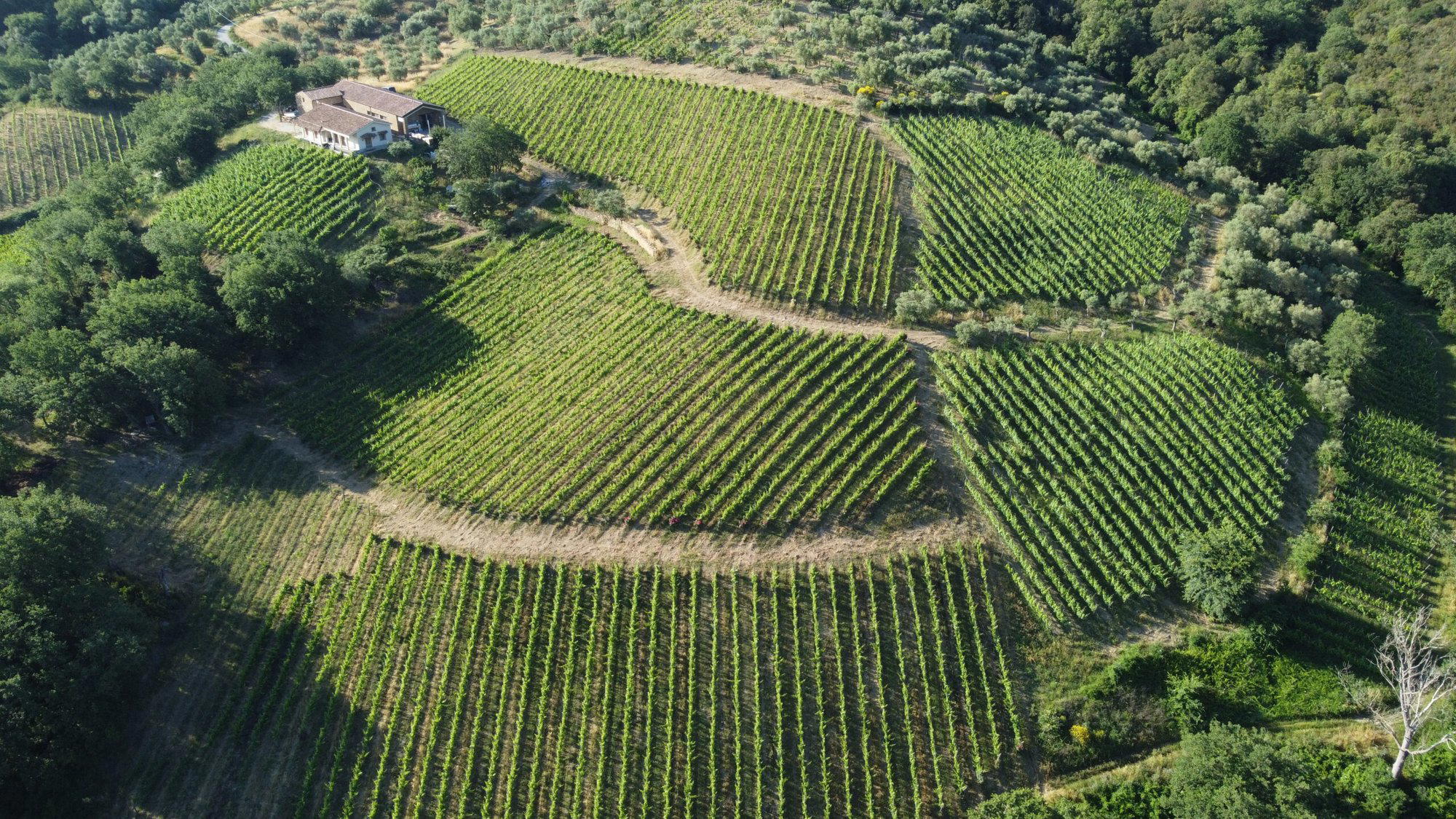 Tempa di Zoè winery in Agropoli, Italy