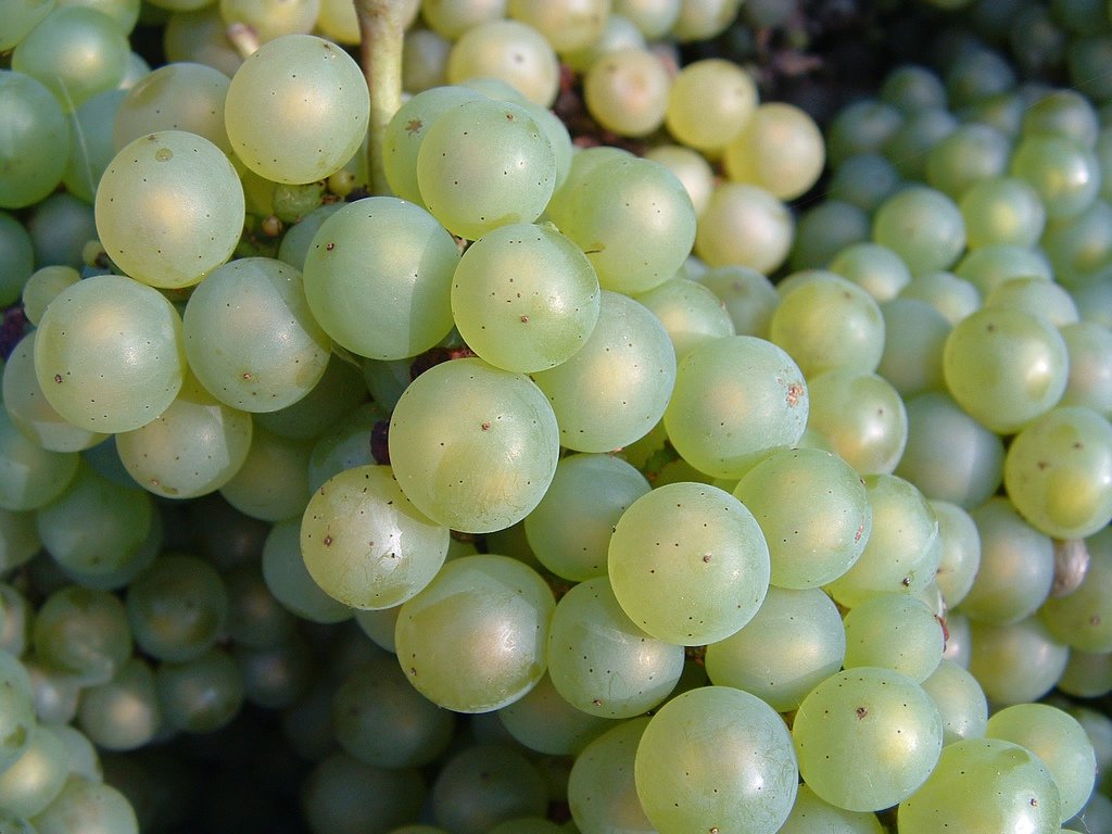 Champagne Louis Nicaise, Winery in Hautvillers