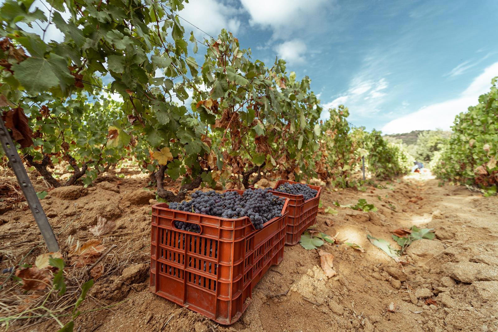VikeVike winery in Mamoiada