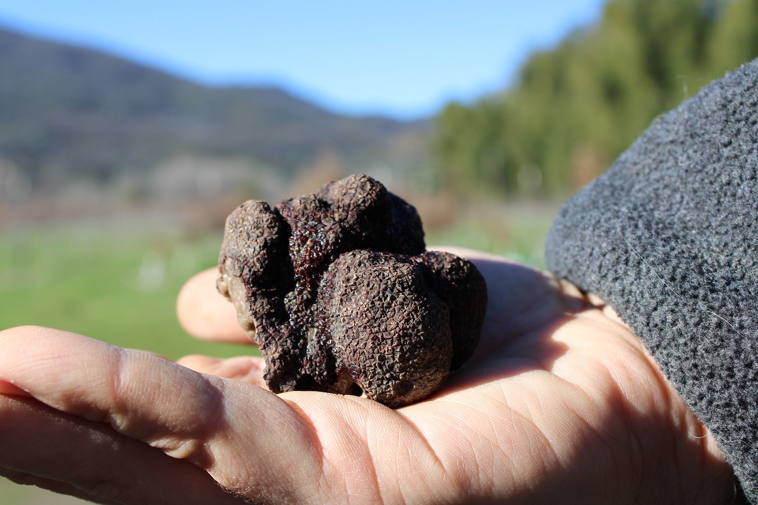 Racines winery in Buellton, United States