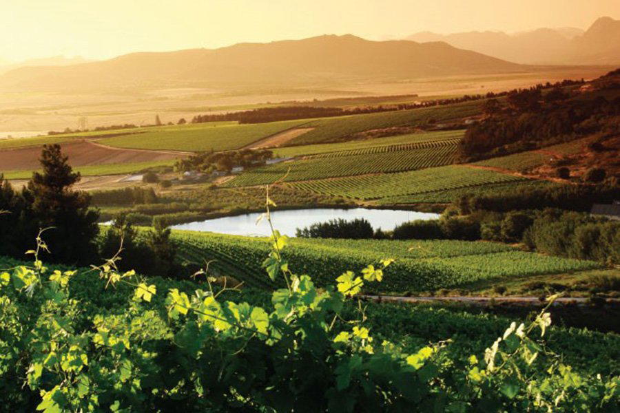 Vondeling Wines winery in Paarl