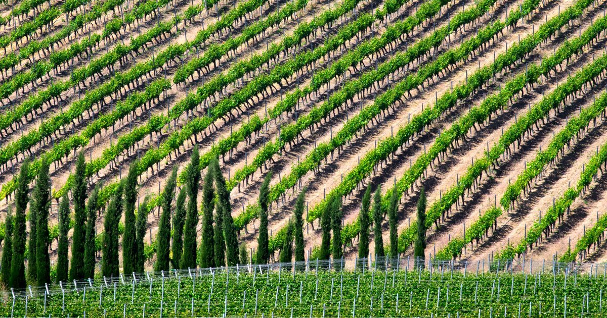 Boutari Wineries Naoussa, Winery in Veria