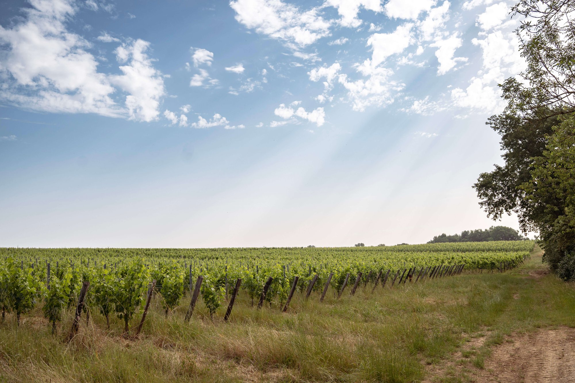 Château Le Pin Beausoleil, Saint Vincent De Pertignas, France