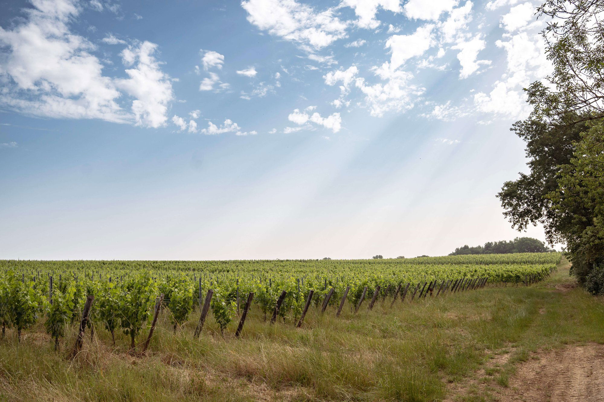 Château Le Pin Beausoleil, Winery in Saint Vincent De Pertignas