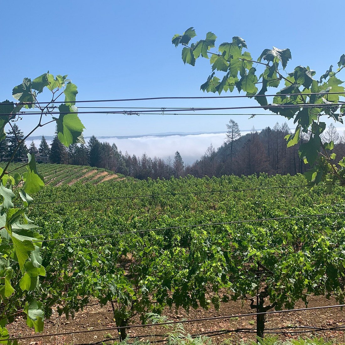 Schweiger Vineyards winery in St. Helena, United States