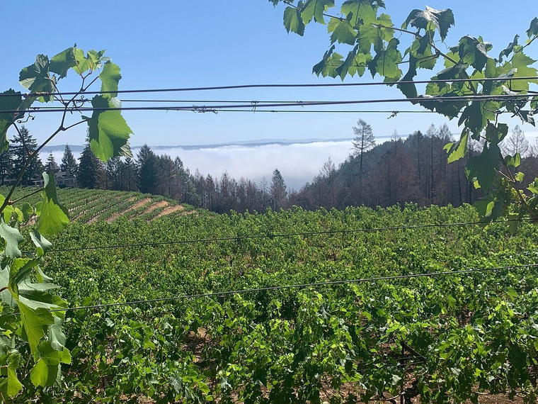 Schweiger Vineyards, St. Helena, United States