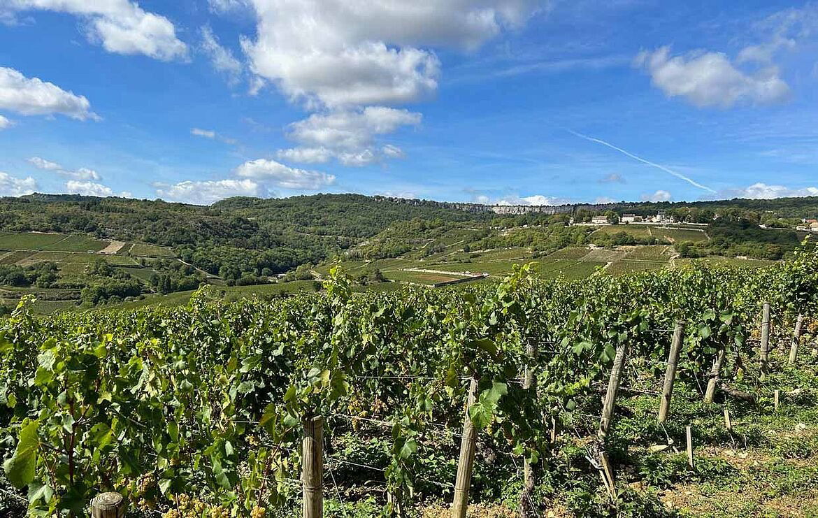 Domaine de Chassorney, Winery in Saint-Romain
