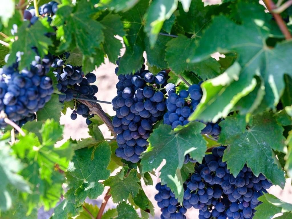 Catabbo, Winery in San Martino In Pensilis