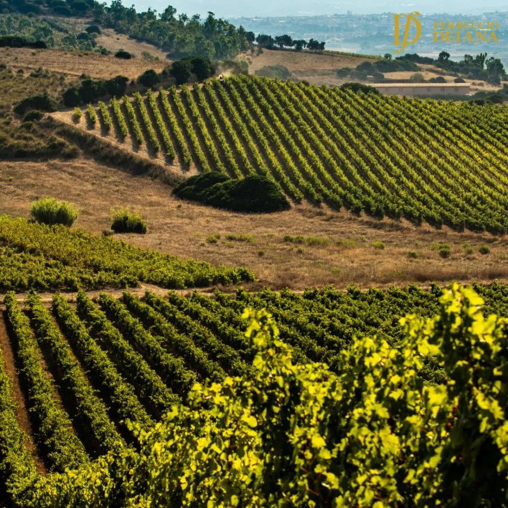 Azienda Vitivinicola Ferruccio Deiana, Winery in Settimo San Pietro
