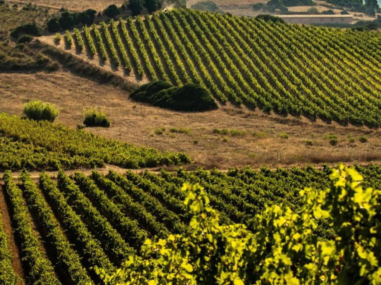 Azienda Vitivinicola Ferruccio Deiana, Settimo San Pietro, Italy