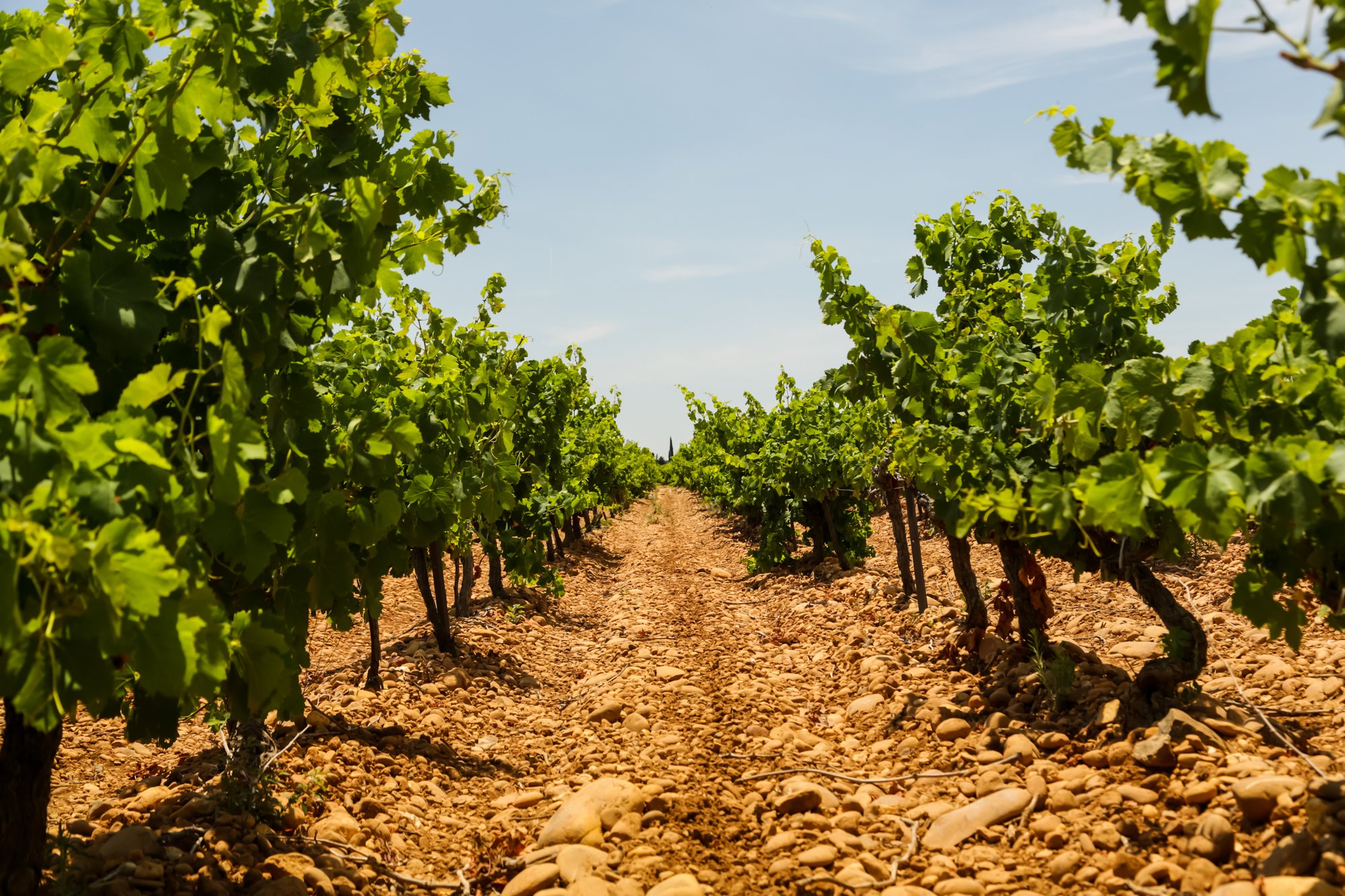 Château des Coccinelles, Winery in Domazan