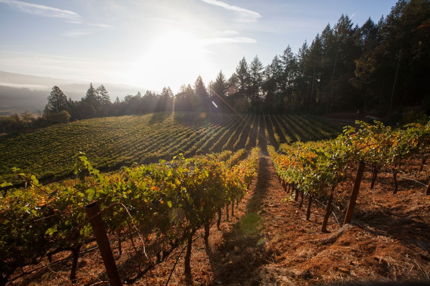 Frias Family Vineyard winery in Spring Mountain District (St. Helena), United States