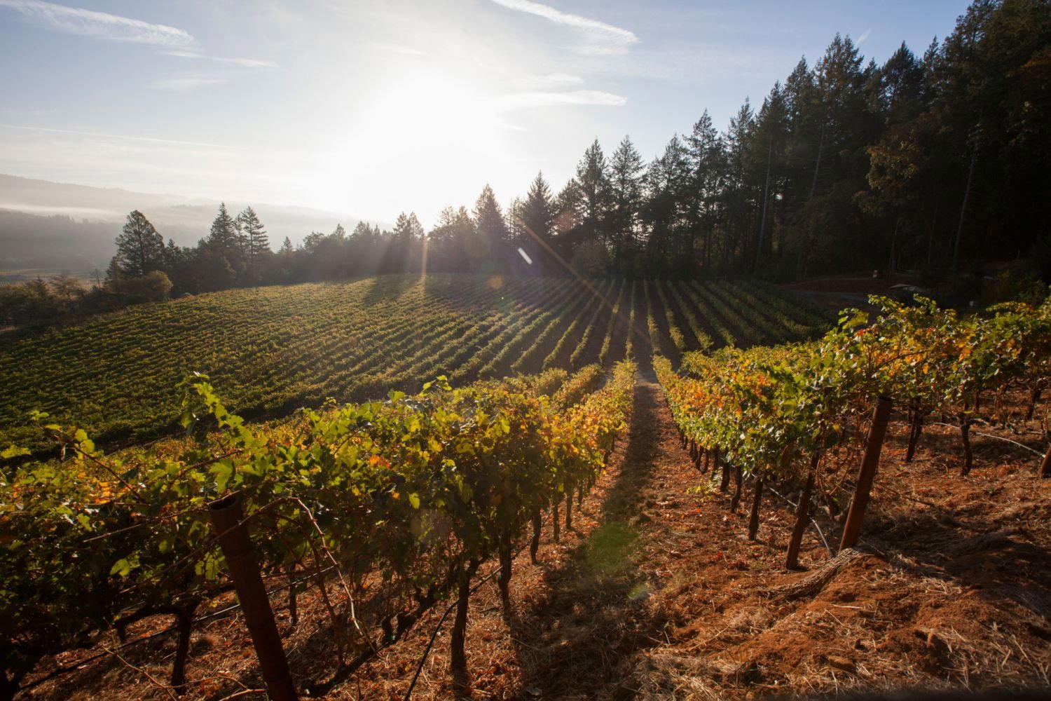 Frias Family Vineyard winery in Napa, United States