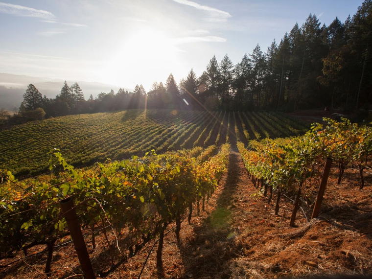 Frias Family Vineyard, Napa, United States