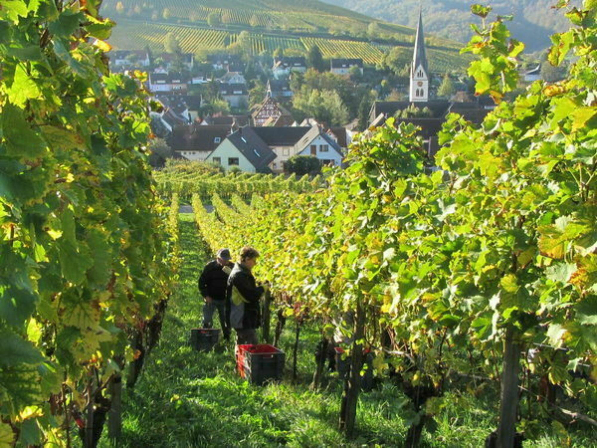Schlossgut Ebringen winery in Ebringen