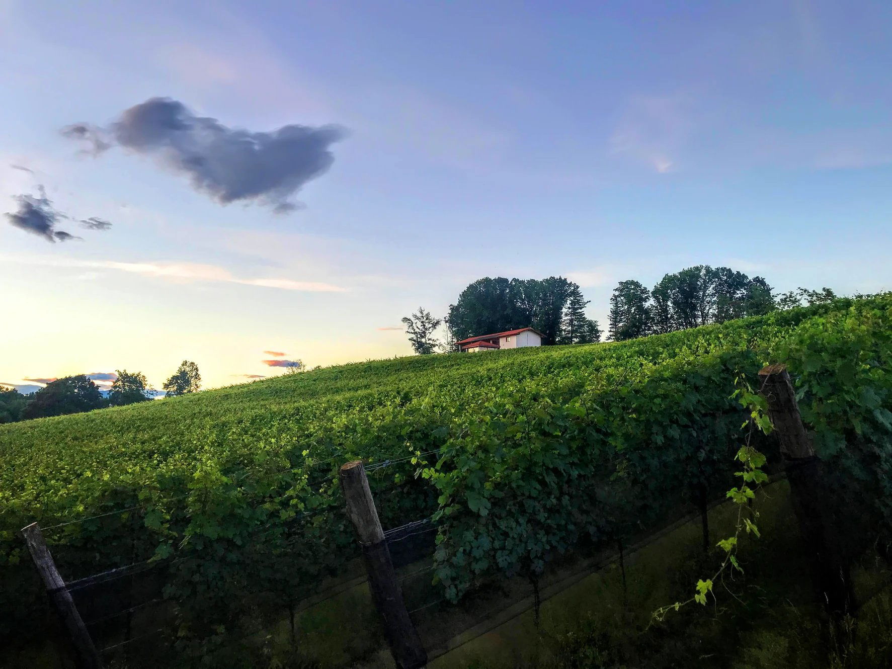 Cantine Cogo, Winery in Gattico Veruno