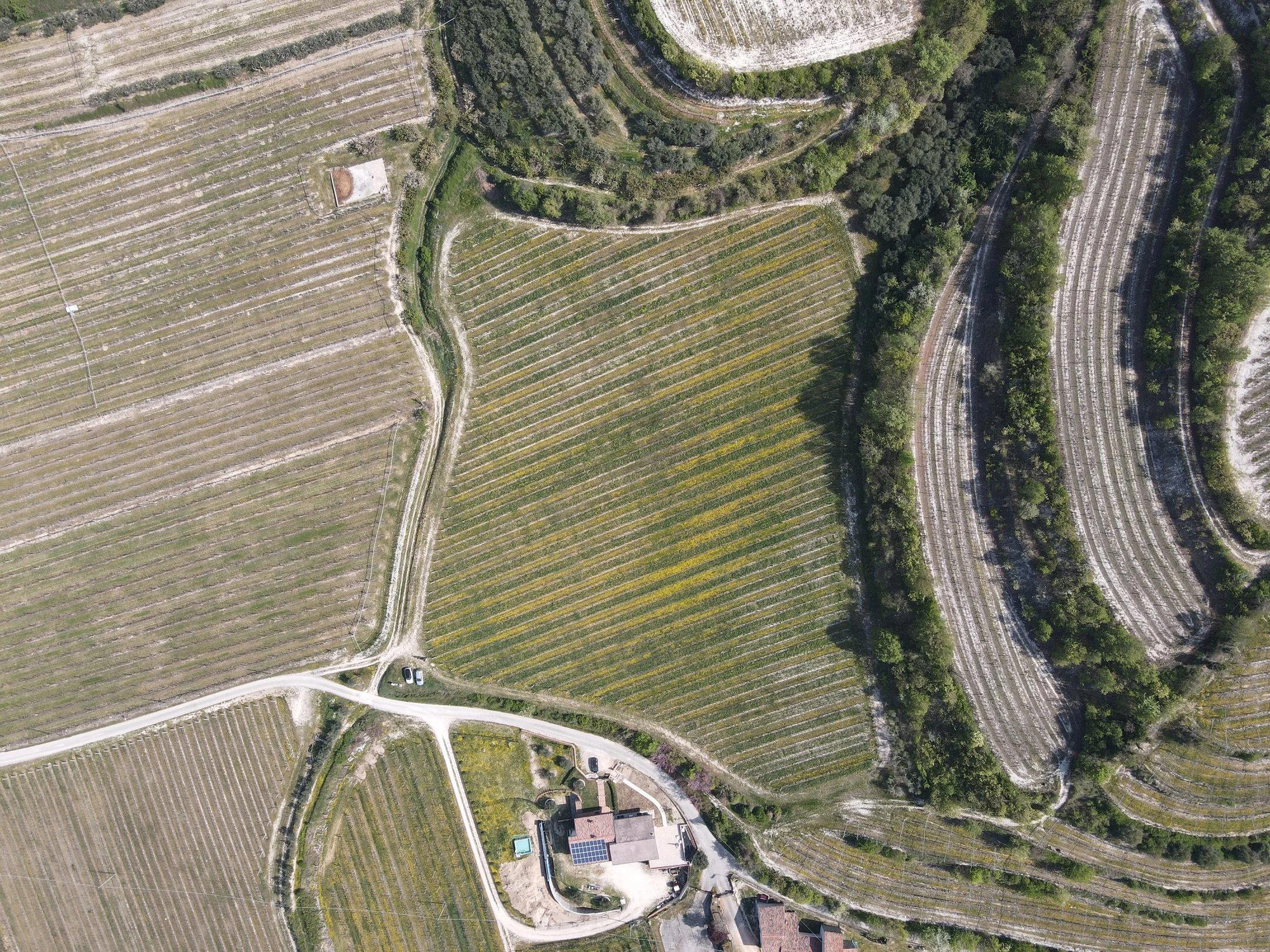 Carlo Alberto winery in Lavagno