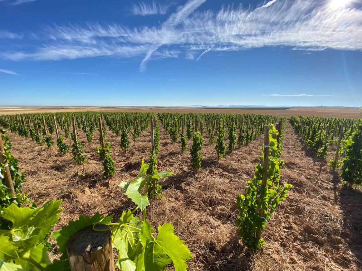 Bodegas Félix Callejo, Sotillo De La Ribera, Spain