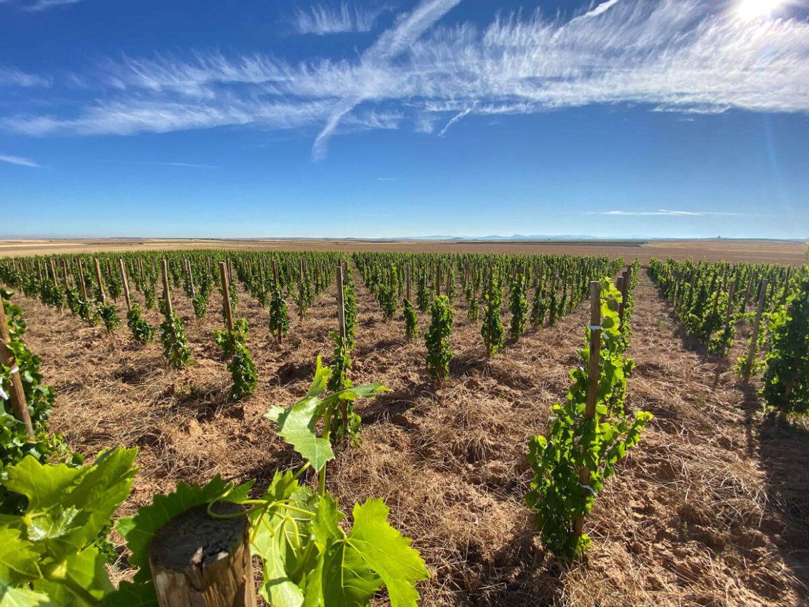 Bodegas Félix Callejo, Winery in Sotillo De La Ribera