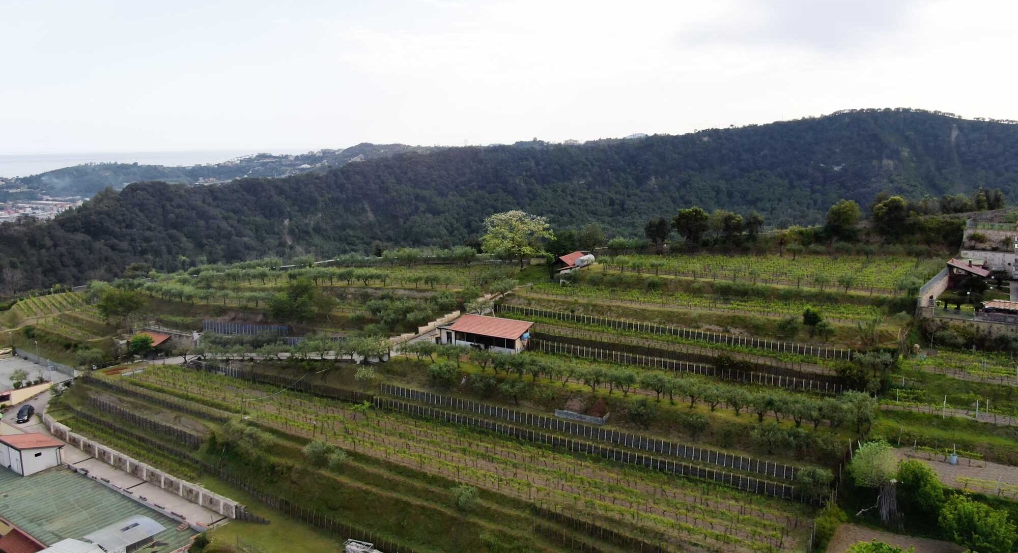 Cantine degli Astroni
