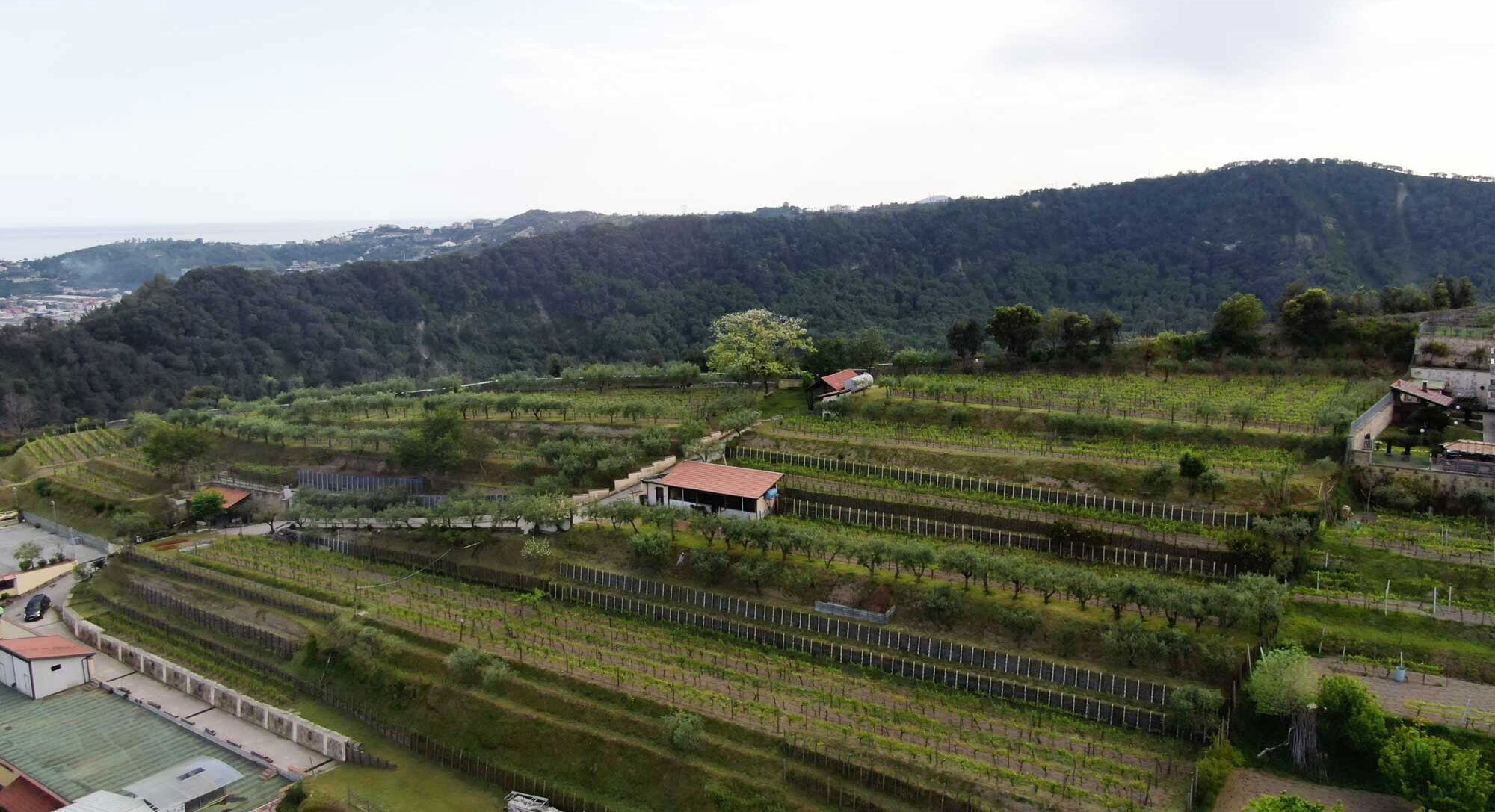 Cantine degli Astroni, Winery in Neapel