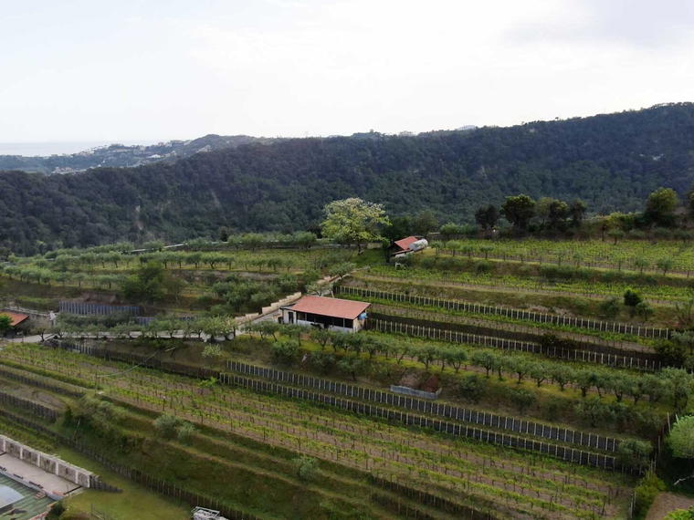 Cantine degli Astroni, Neapel, Italy