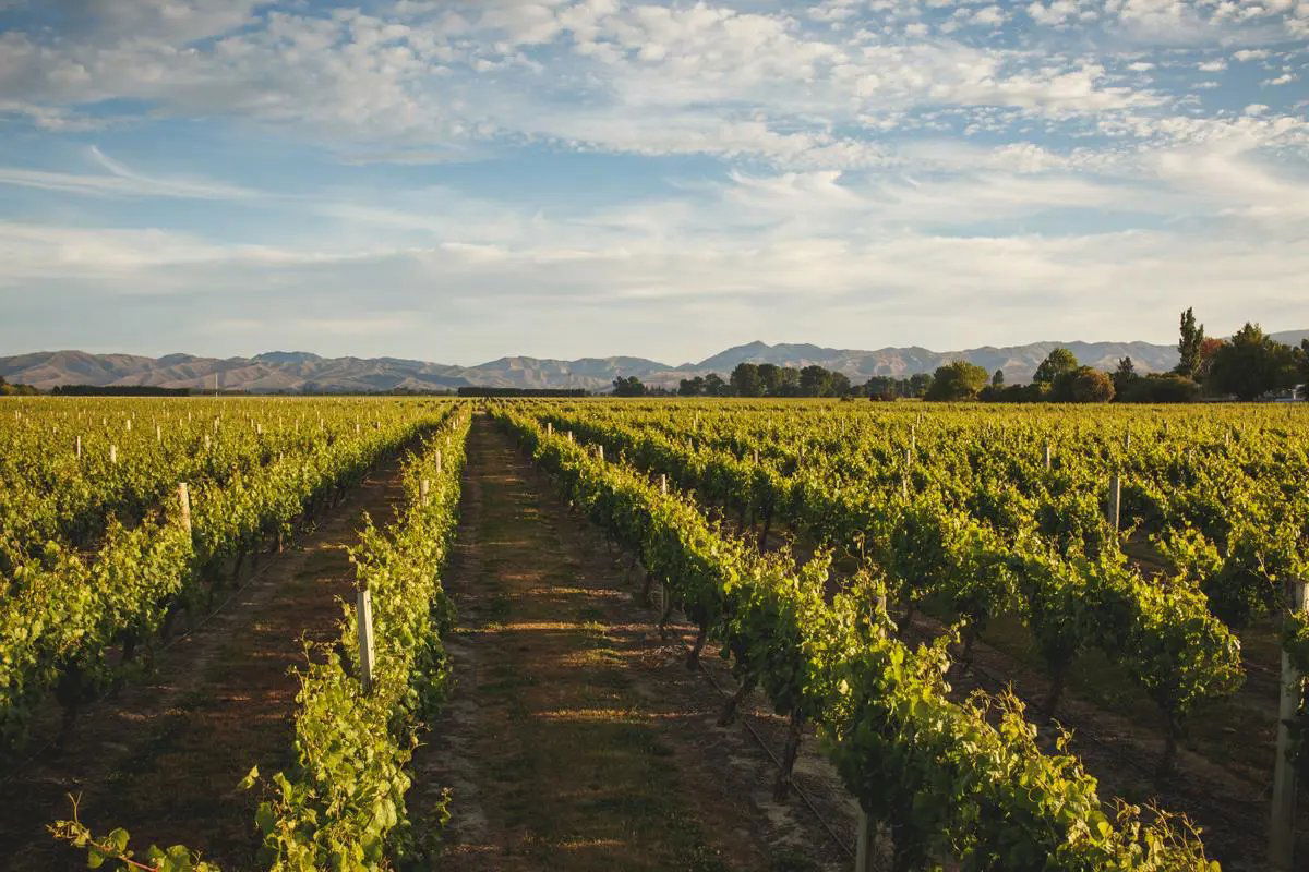 Hunter’s Wines, Winery in Blenheim