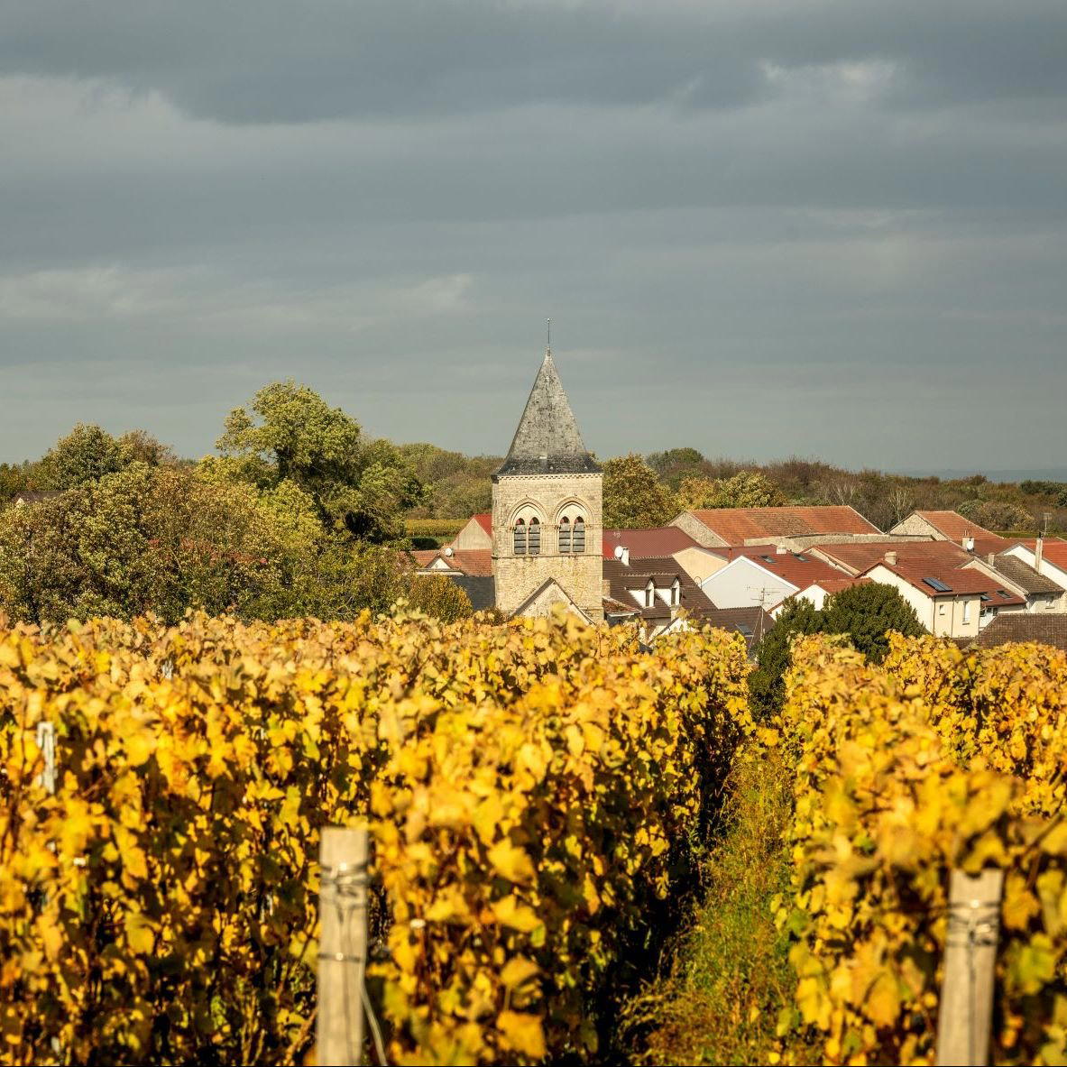 Champagne Jacques Picard winery in Berru, France