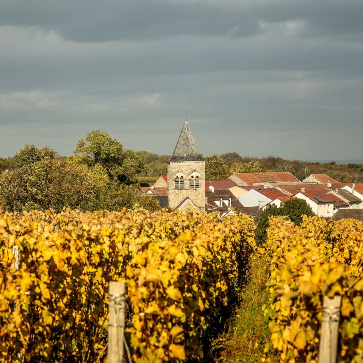 Champagne Jacques Picard, Winery in Berru