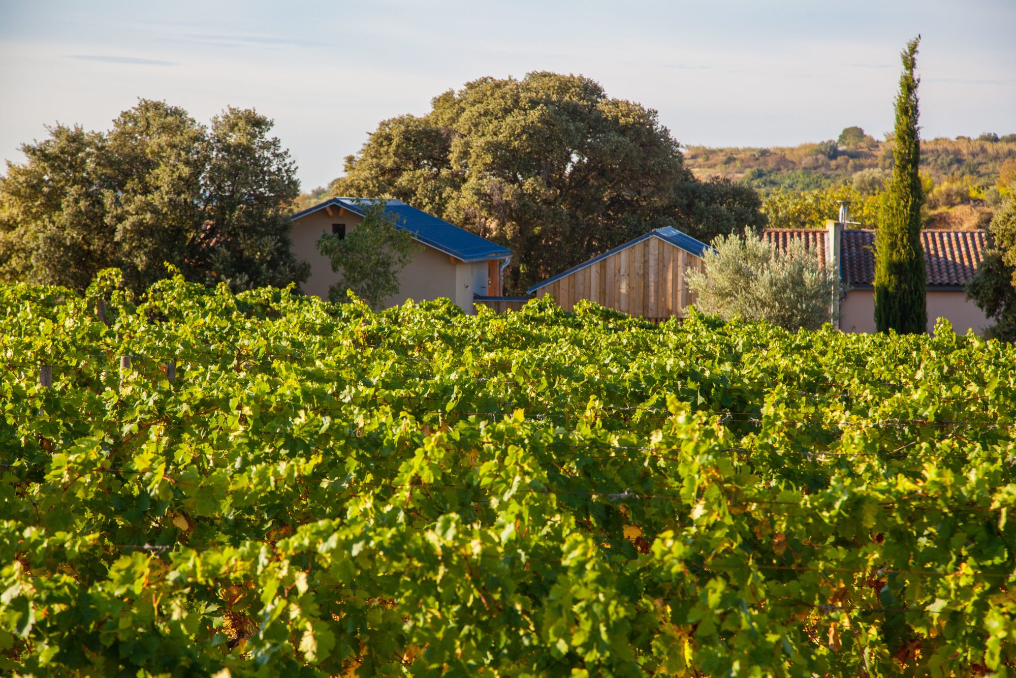 Domaine Alain Chabanon, Winery in Lagamas