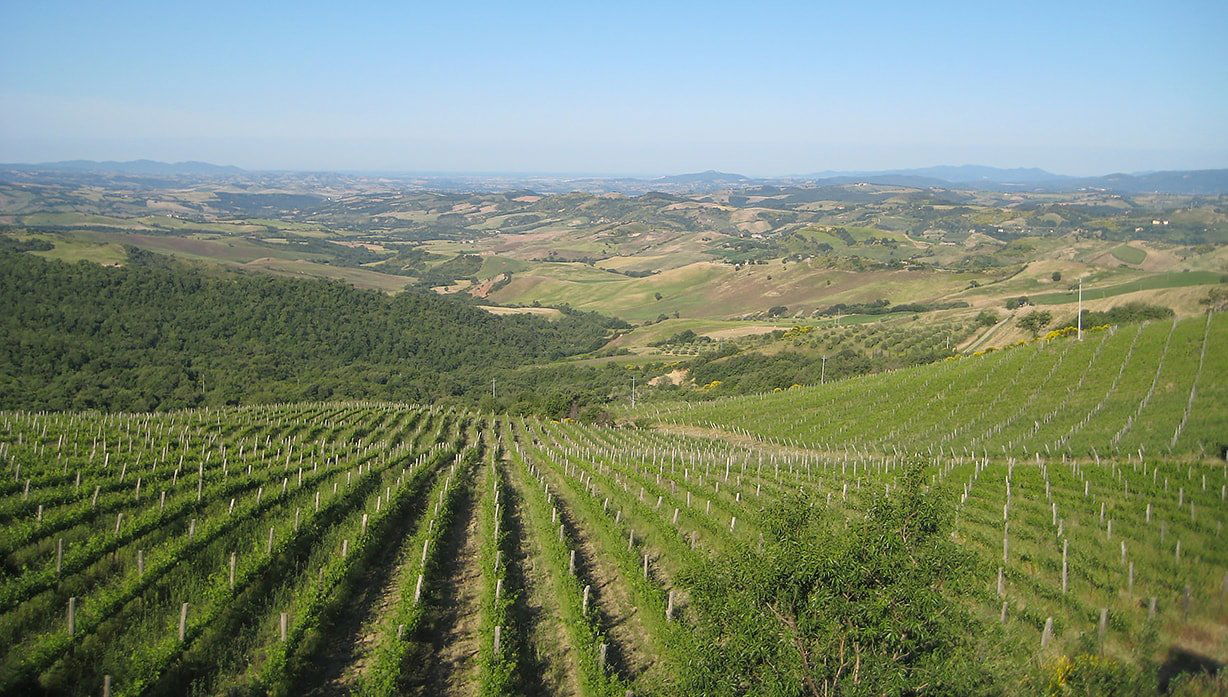 Campi Nuovi, Winery in Cinigiano