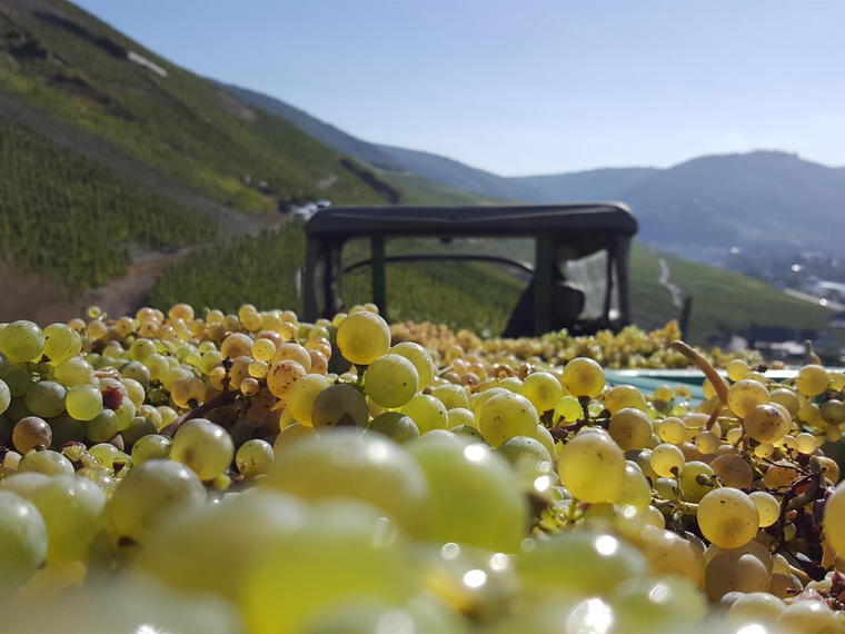 Weingut Willi Schaefer, Graach an der Mosel, Germany