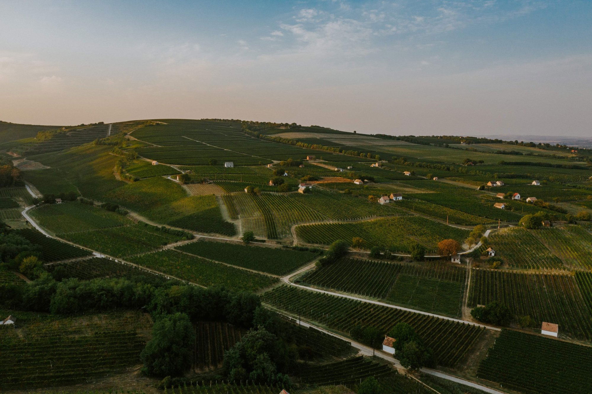 Anonym Pince, Winery in Etyek