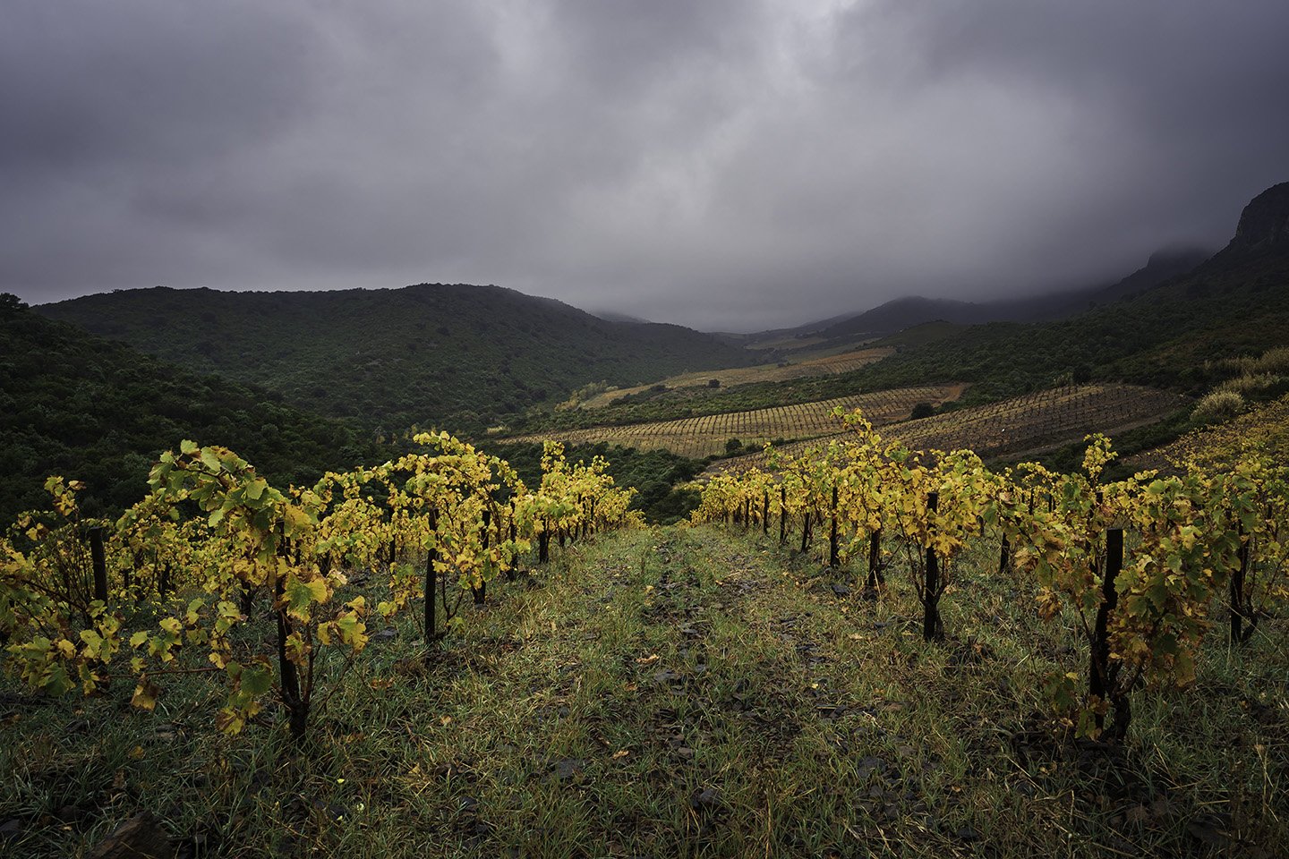 Domaine des Schistes, Estagel, France