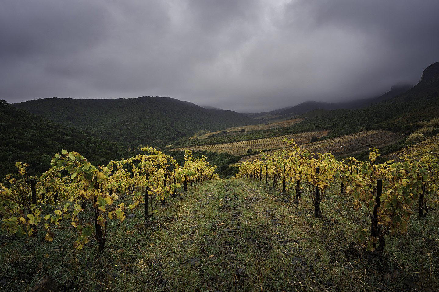 Domaine des Schistes winery in Estagel