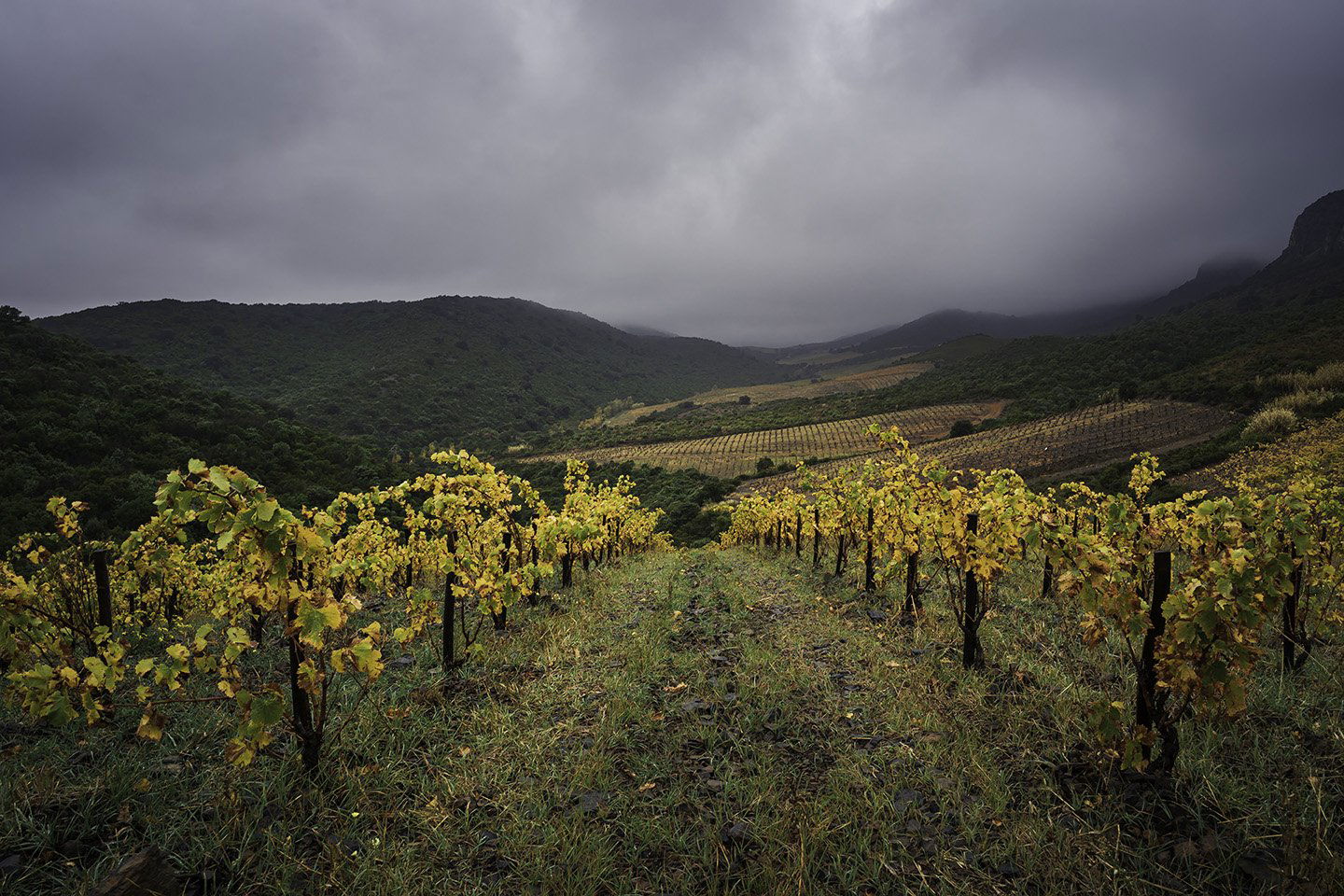 Domaine des Schistes, Winery in Estagel