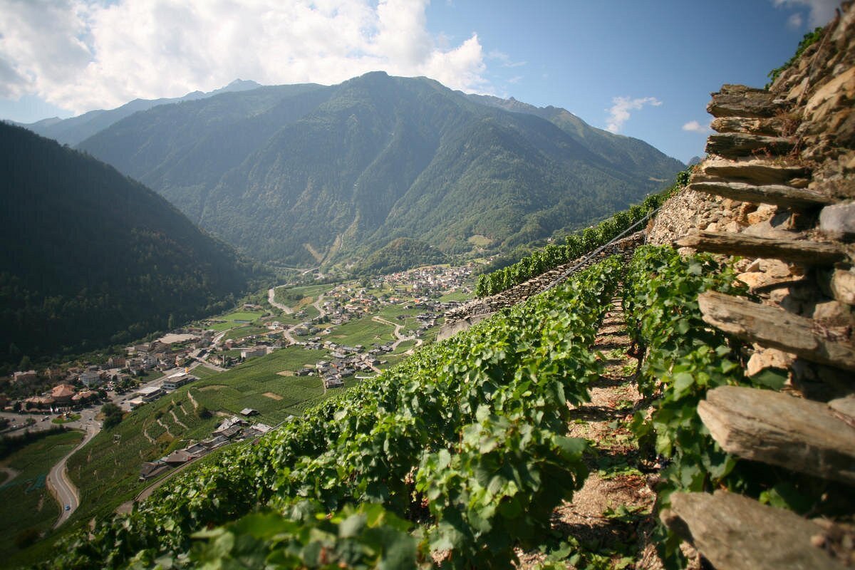 Caves Orsat, Winery in Martigny