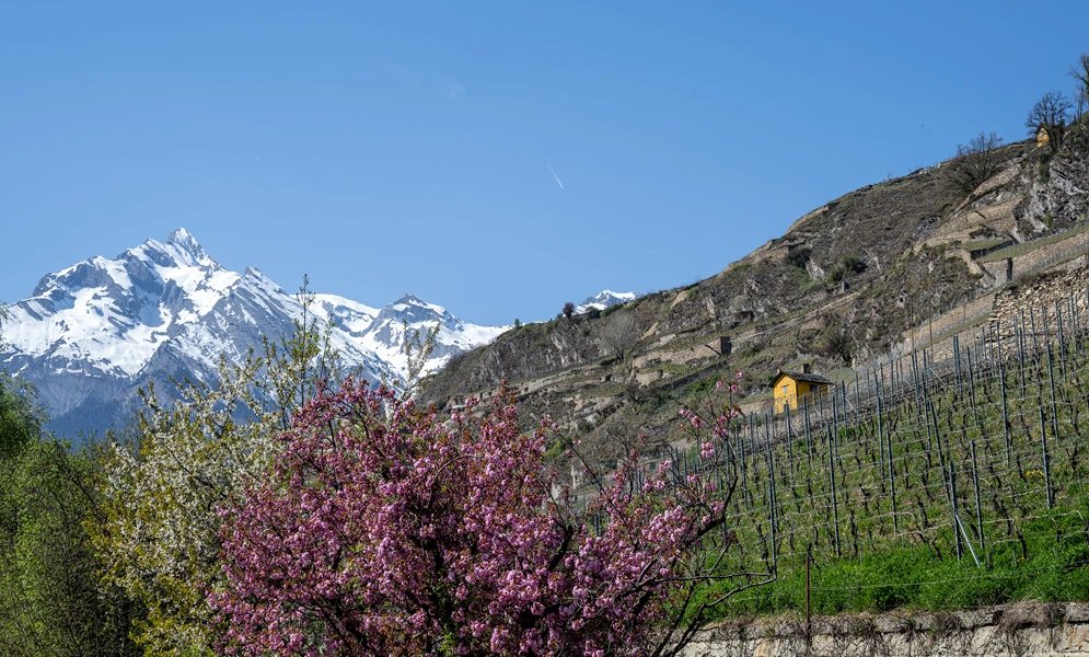 Domaine du Mont d’Or