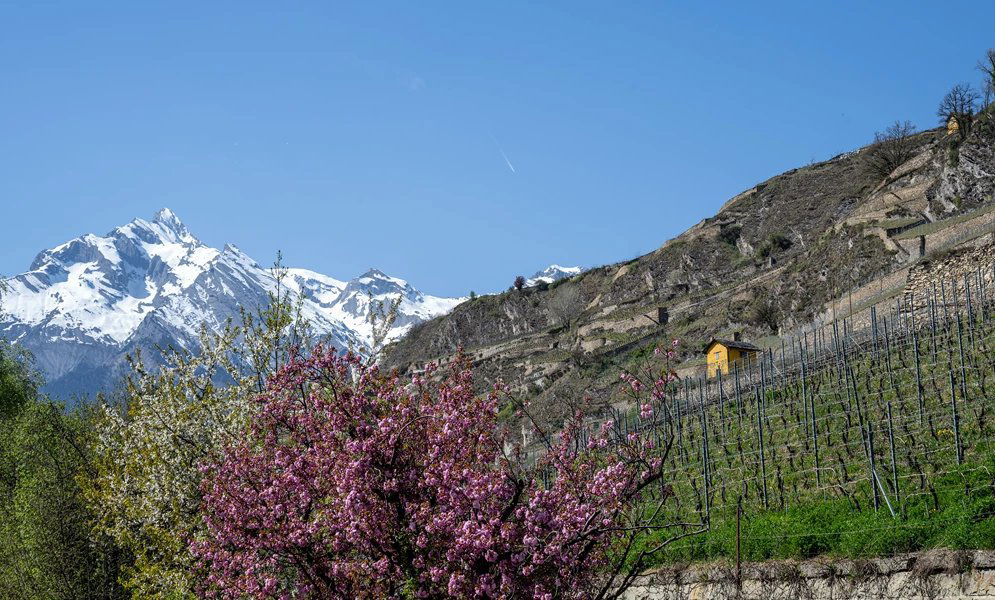 Domaine du Mont d’Or, Winery in Sion