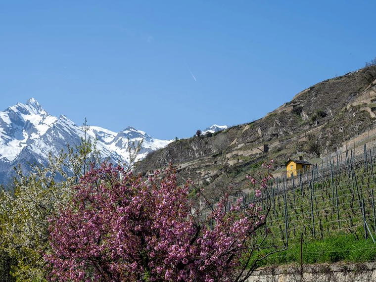 Domaine du Mont d’Or, Sion, Switzerland