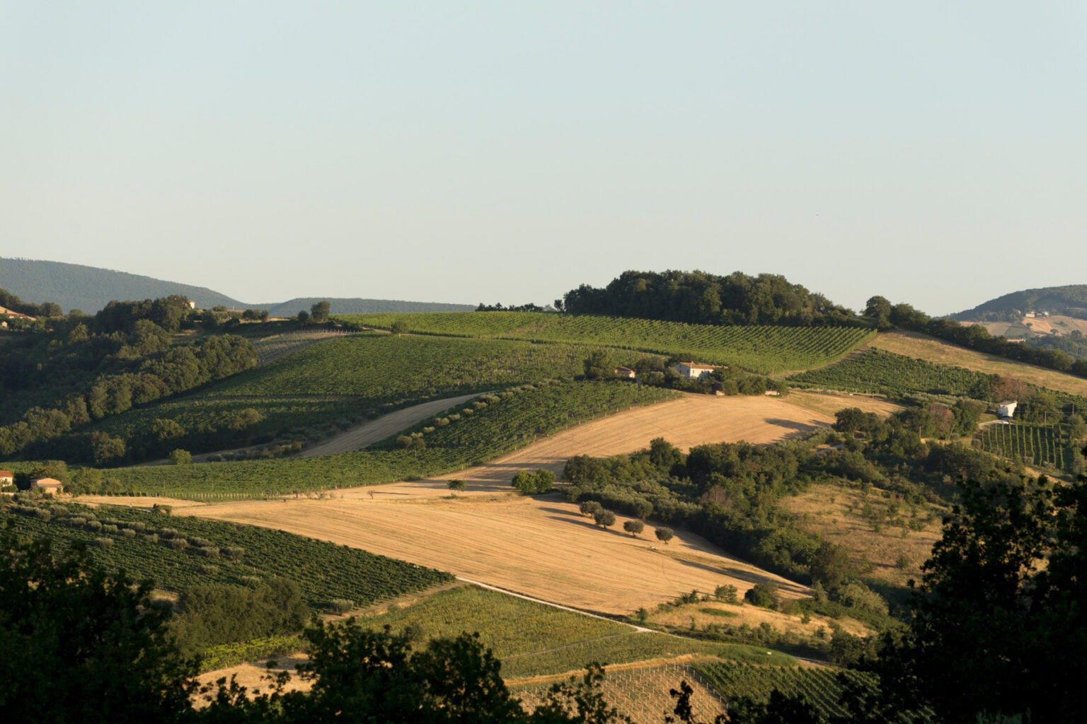 Pievalta winery in Maiolati Spontini