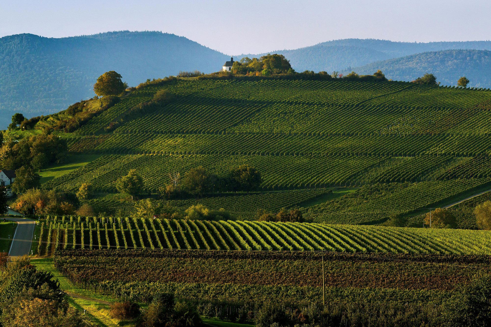 Weingut Kranz winery in Ilbesheim