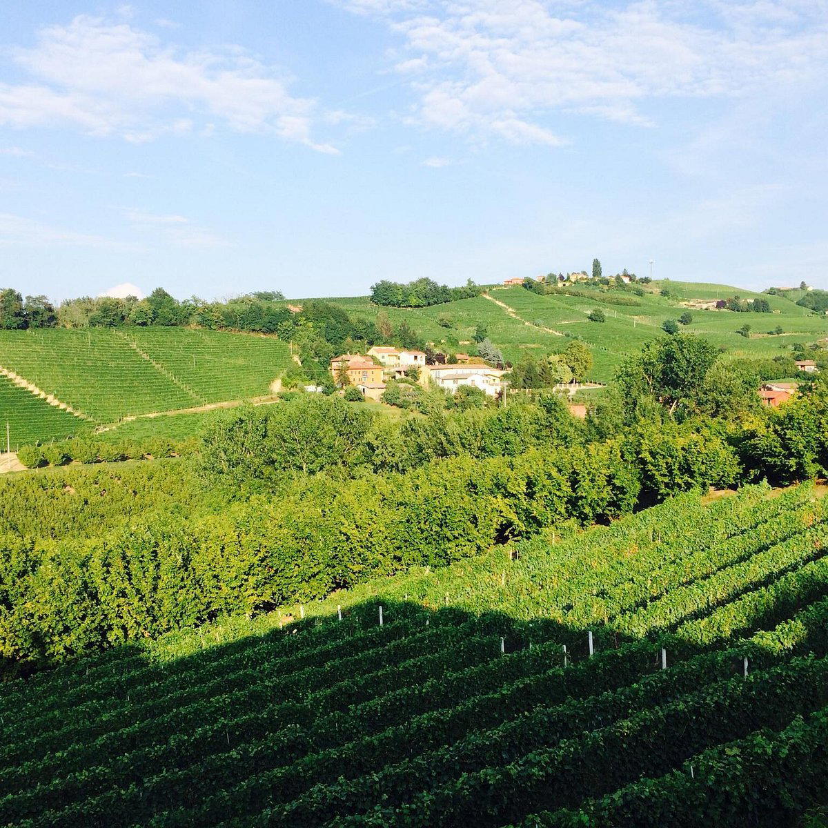 Azienda Agricola F.lli Cigliuti winery in Neive