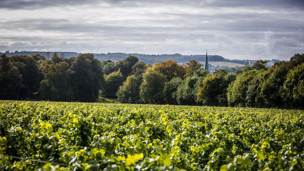 Simpsons' Wine Estate winery in Canterbury